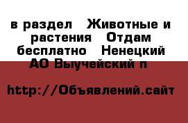  в раздел : Животные и растения » Отдам бесплатно . Ненецкий АО,Выучейский п.